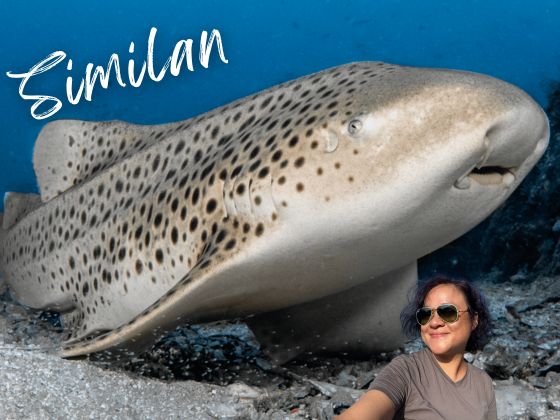 2027-04-07 Thailand Similan MV Tapana Catamaran 6D5N - Travel with Fa Fa